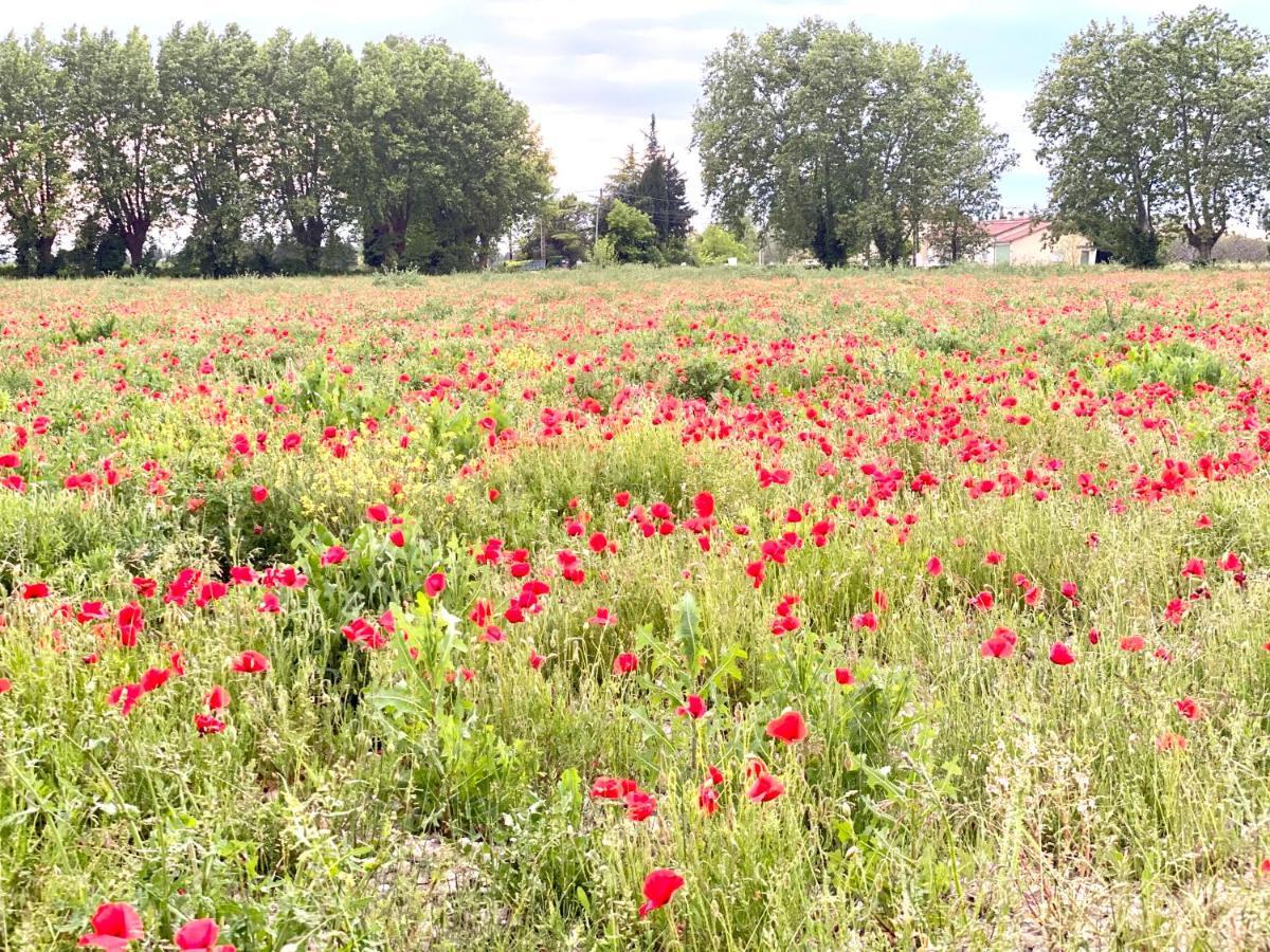 Villa Et Maisonnette Provencales Carpentras Dış mekan fotoğraf