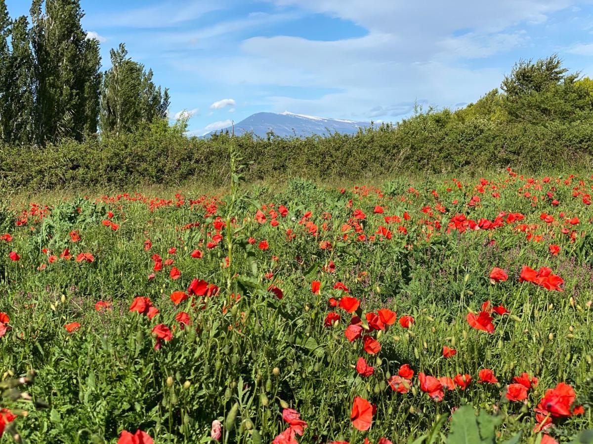 Villa Et Maisonnette Provencales Carpentras Dış mekan fotoğraf
